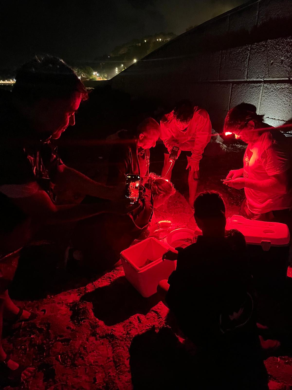 Nacen más de 100 tortugas en Dénia