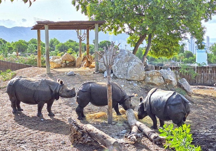 Rinocerontes en Terra Natura Benidorm.