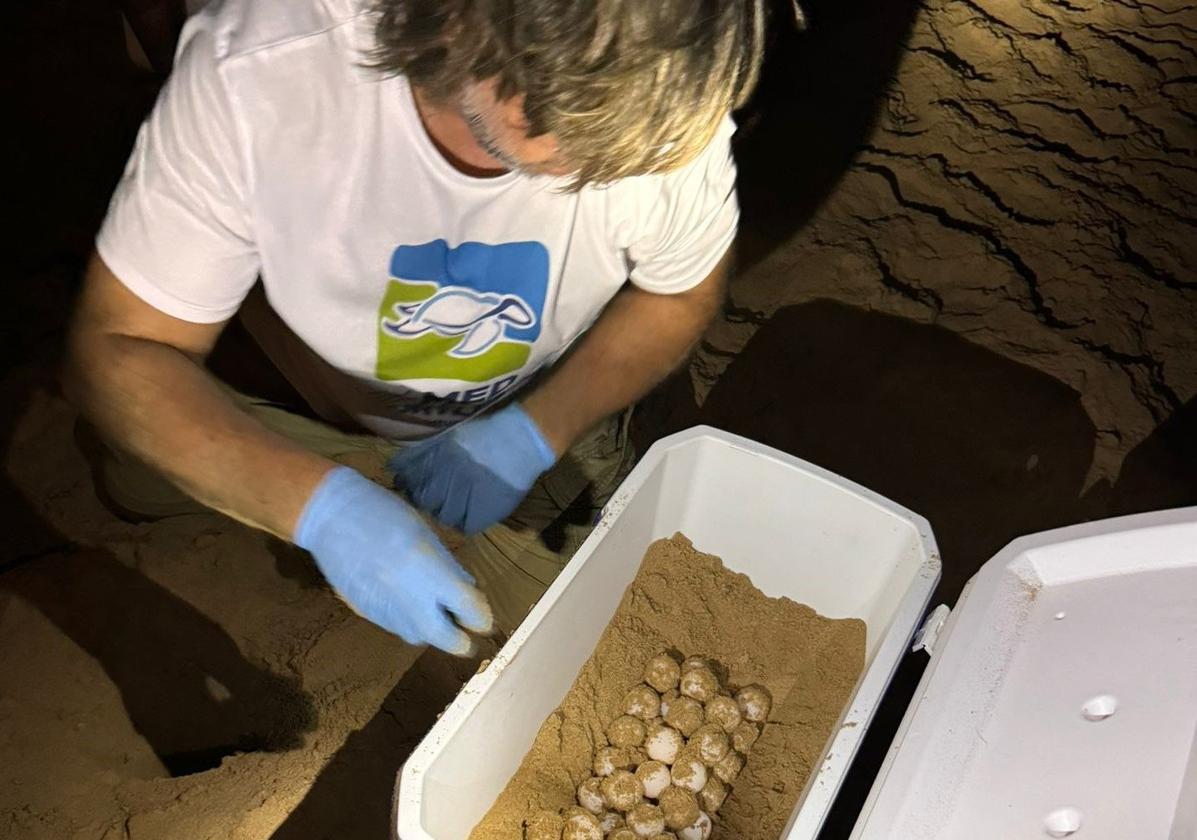 La provincia de Alicante se convierte en refugio de tortugas