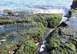 Ejemplares de Ulva australis en Agua Amarga (Alicante)