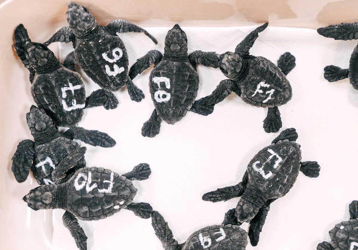 The Most Curious Birth in Benidorm: Ten Turtles from a Tourist Mother