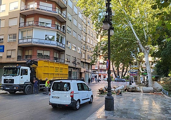 Retirada del árbol caído en Orihuela.