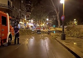 Los bomberos junto al árbol caído.