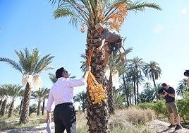 El alcalde de Elche, Pablo Ruz, recoge el pimer ramazo de dátiles del año.