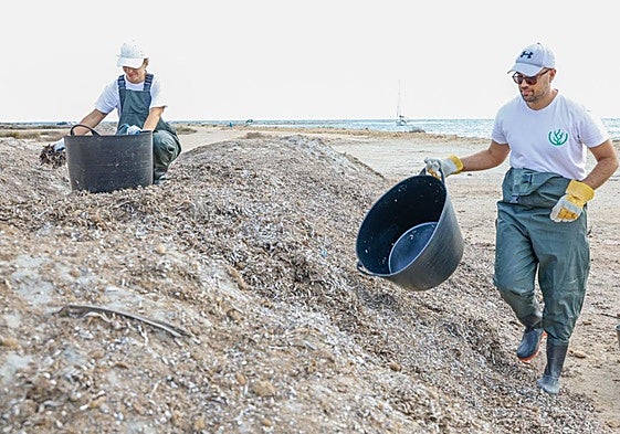 Dos operarios recogen algas en la playa de la Almadraba.