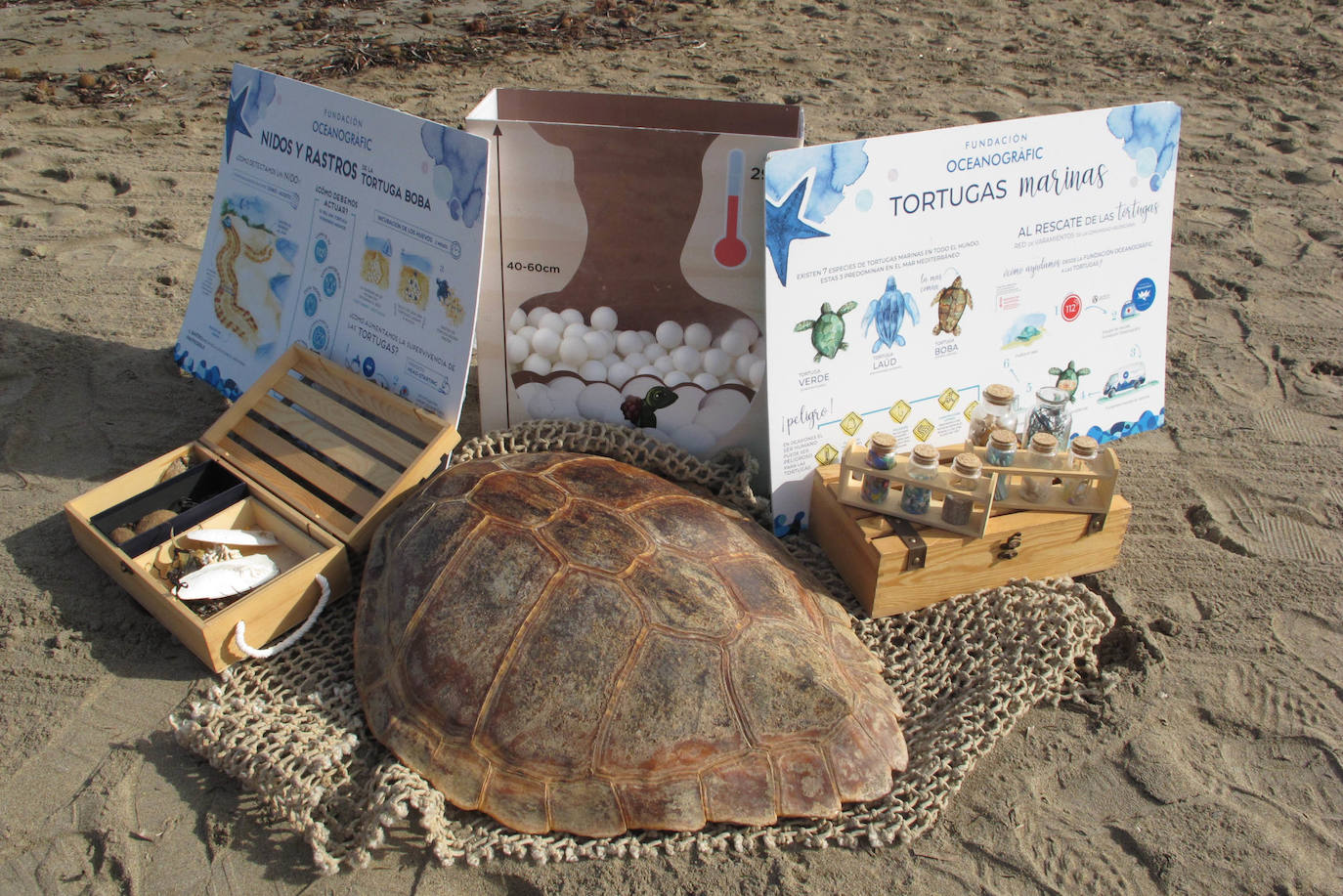 Suelta de tortugas en Dénia