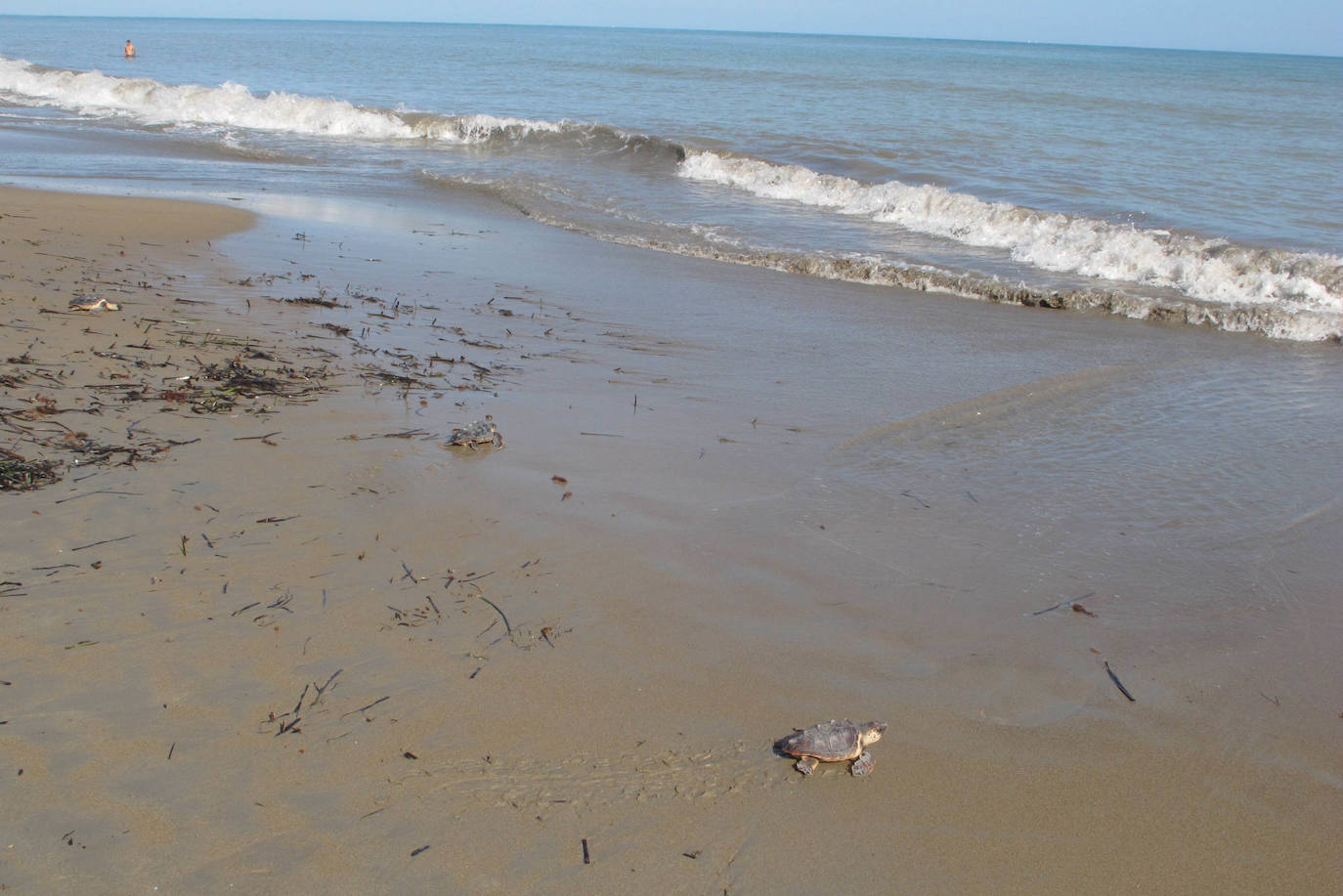 Suelta de tortugas en Dénia