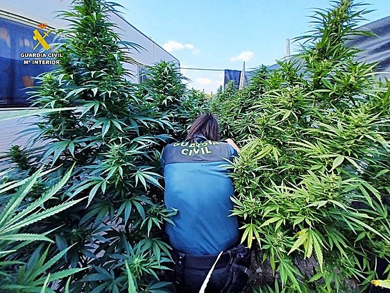 Plantación de marihuana descubierta.