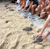 The Carabassí beach hosts the release of nine turtles