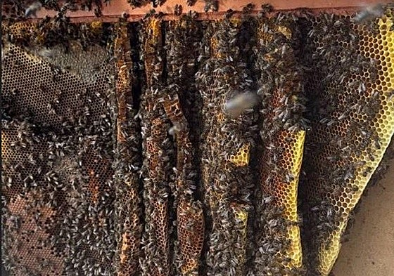 La colmena que se ocultaba dentro de un nicho.