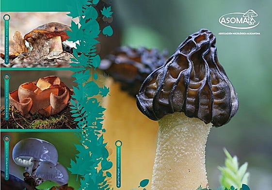 El evento cuenta con la colaboración de la Universidad de Alicante..