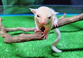 Petauro del azúcar en Terra Natura Benidorm.