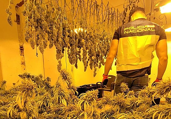 Agente de la Policía Nacional en el interior de la vivienda convertida en campo de marihuana.