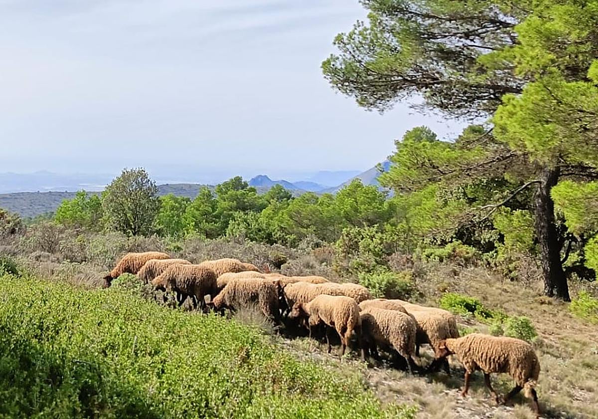 Rebaño de ovejas pastando en los montes de Xixona.