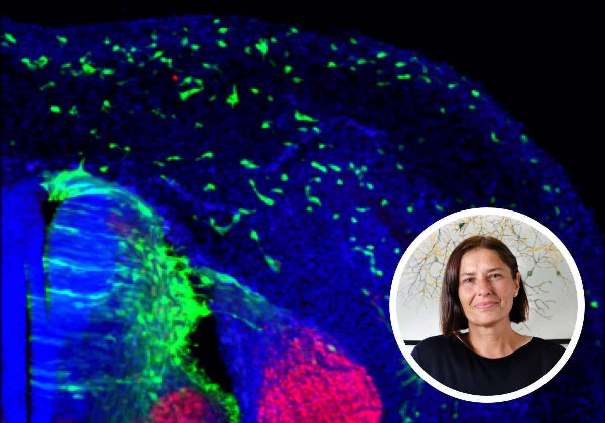 El gen ZIC2, impulsor de la migración de las células de la cresta neural (en verde), junto a Eloísa Herrera, profesora en el Instituto de Neurociencias CSIC-UMH.