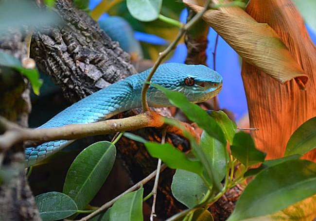 Una serpiente en Terra Natura Benidorm.