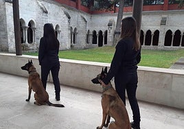 Canes que formarán el servicio cinológico en prisiones de España.