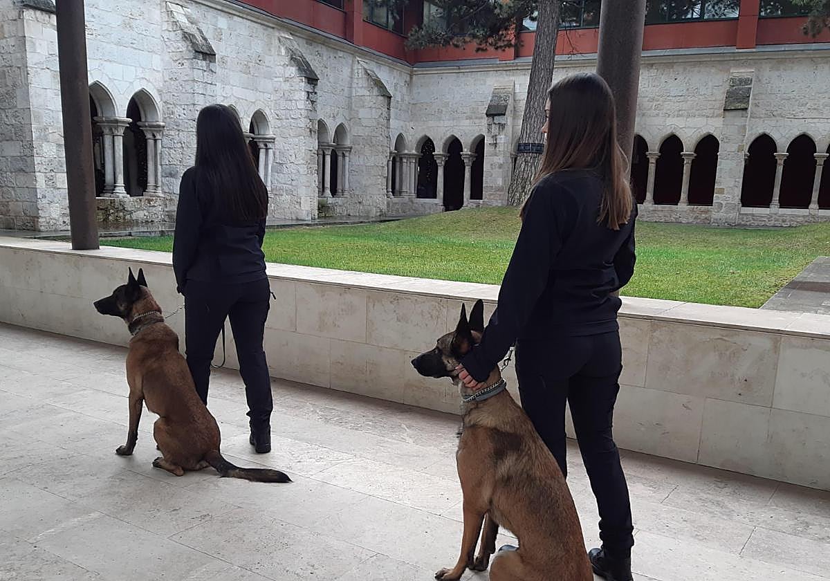 Canes que formarán el servicio cinológico en prisiones de España.