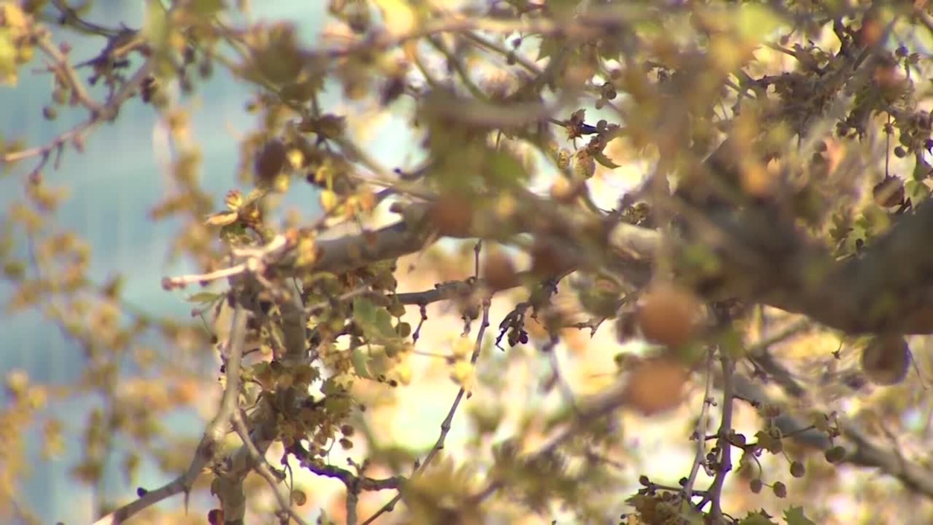 Doctora advierte de que las alergias se prolongan debido al cambio climático