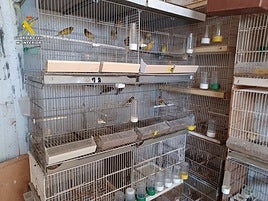 Jaulas de jilgueros intervenidos en Elche por la Guardia Civil.