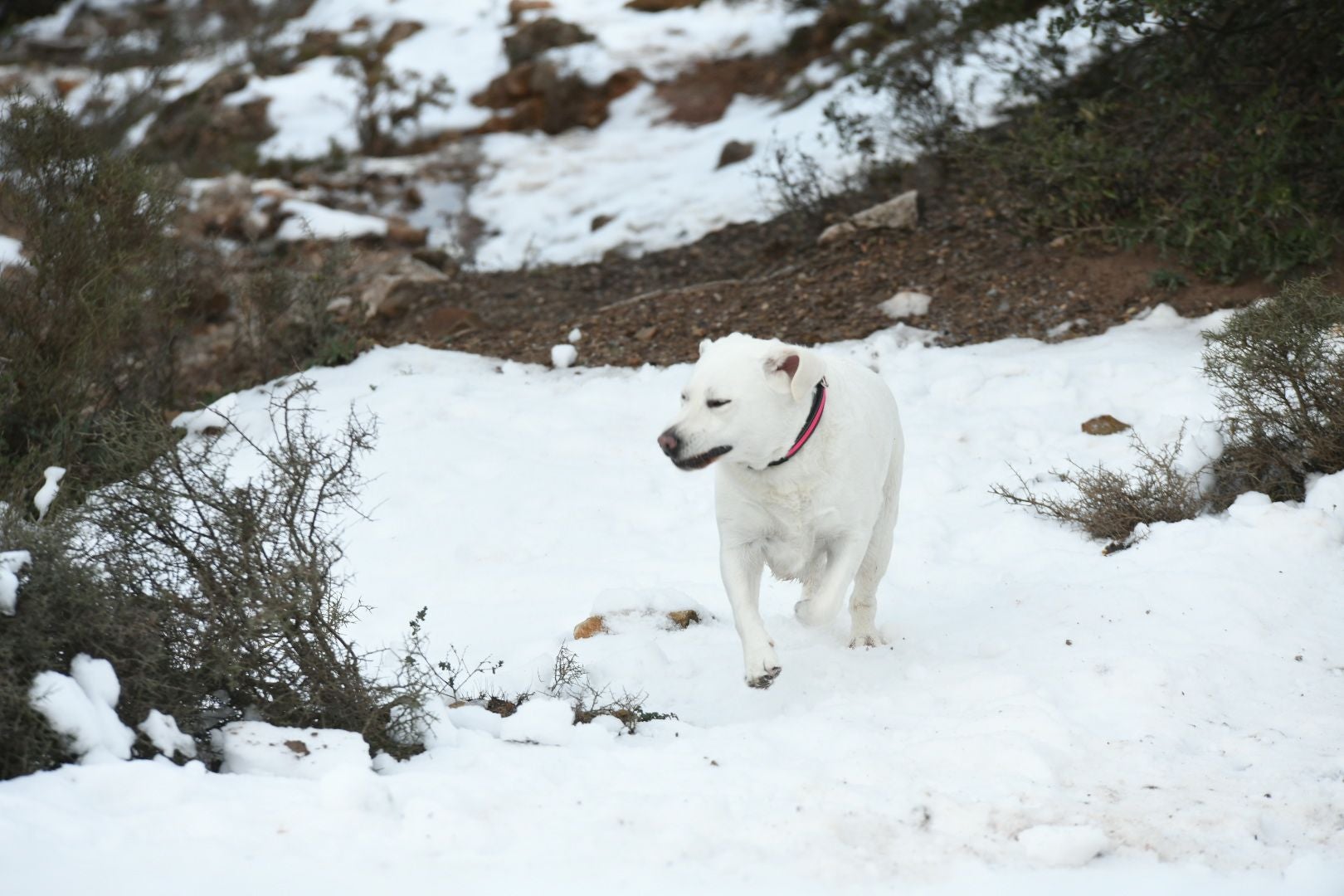 Los alicantinos disfrutan de un día en la nieve