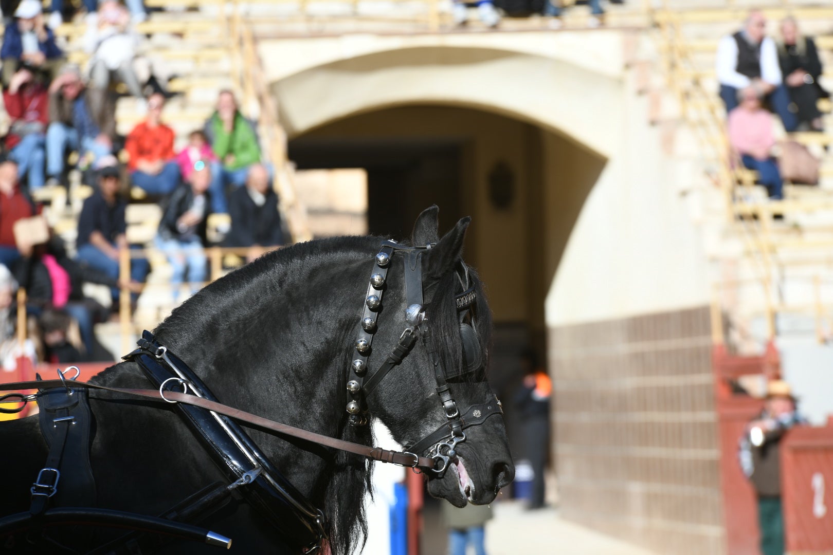 Bendición de animales en Alicante por San Antón, busca las fotos de tu mascota