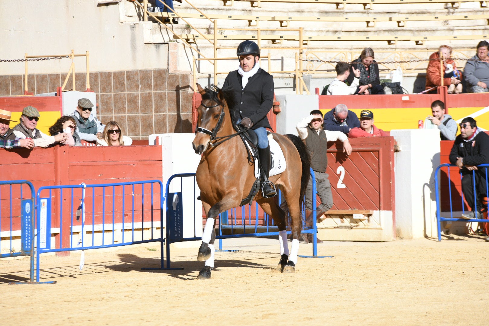 Bendición de animales en Alicante por San Antón, busca las fotos de tu mascota