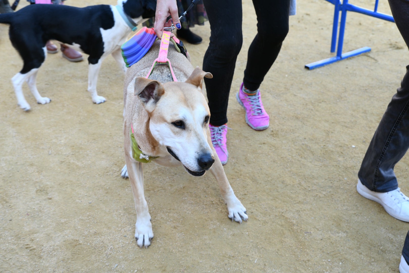 Bendición de animales en Alicante por San Antón, busca las fotos de tu mascota