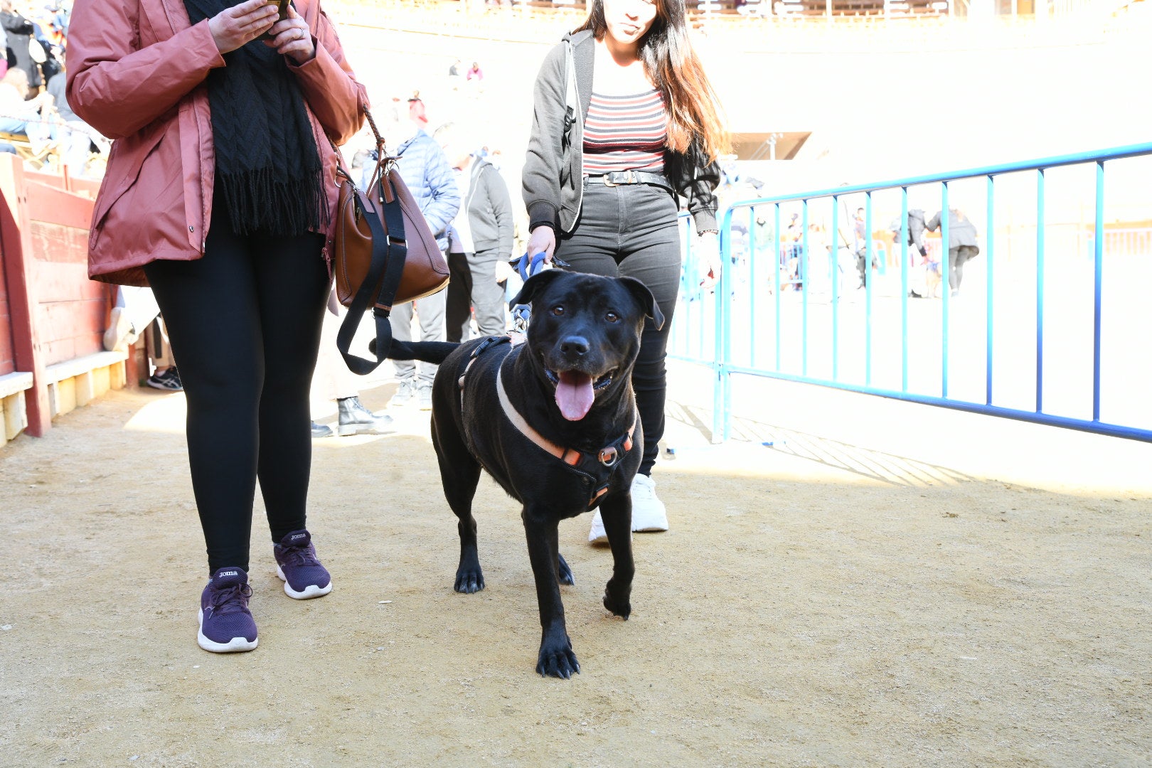 Bendición de animales en Alicante por San Antón, busca las fotos de tu mascota