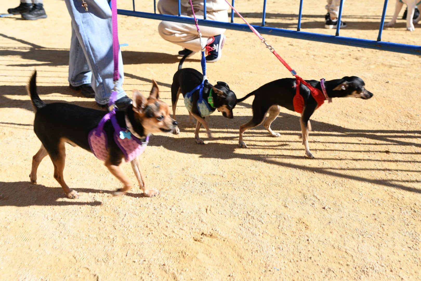 Bendición de animales en Alicante por San Antón, busca las fotos de tu mascota