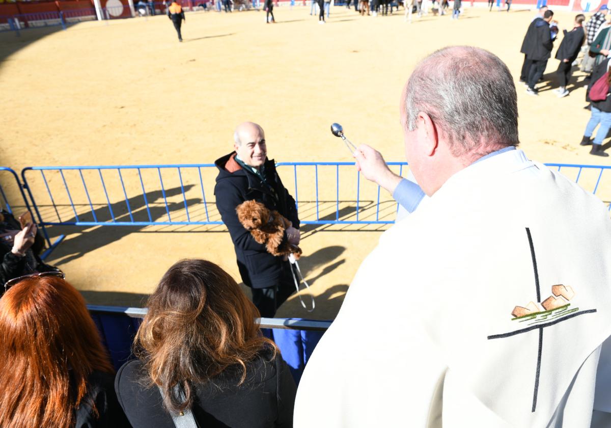 Bendición de animales en San Antón.