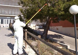 Tratamiento contra la procesionaria del pino.