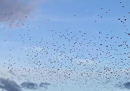 Una bandada de estorninos surca el cielo de Alicante.