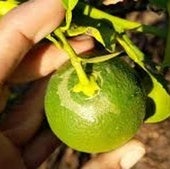 Agriculture takes 'urgent' measures to control a South African pest present in crops in southern Alicante