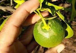 Limón afectado por esta plaga.