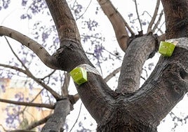Control de plagas en árboles en Alicante.