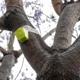 Imagen principal - Una plaga vegetal obliga a tomar medidas urgentes en 32 municipios de Alicante