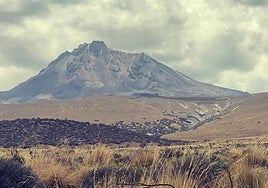 Imagen de bosque de Polylepis (vegetación oscura) de la zona afectada por el incendio de Pichu Pichu acontecido en septiembre de 2018.