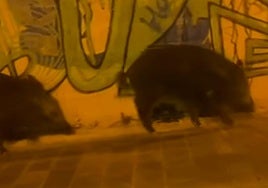 Pareja de jabalíes pillados por la urbanización Nou Nazareth, en Sant Joan.