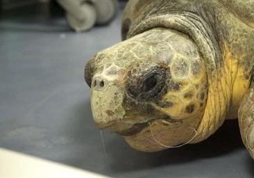 Turtle rescued in Torrevieja with amputated flipper and hook in esophagus