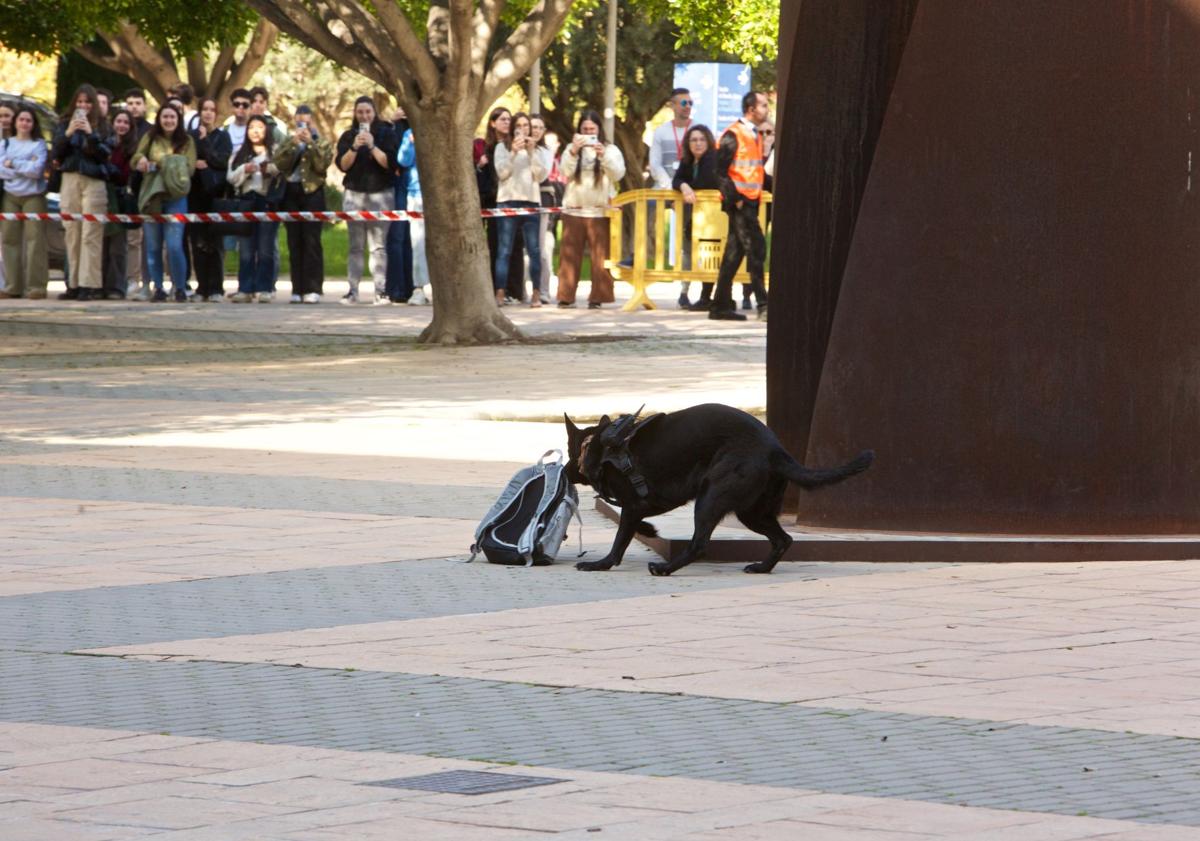 Imagen principal - Macrosimulacreo en la UA.
