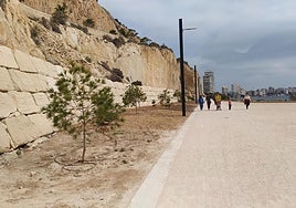 Pinos en la vía verde de la Cantera de Alicante.