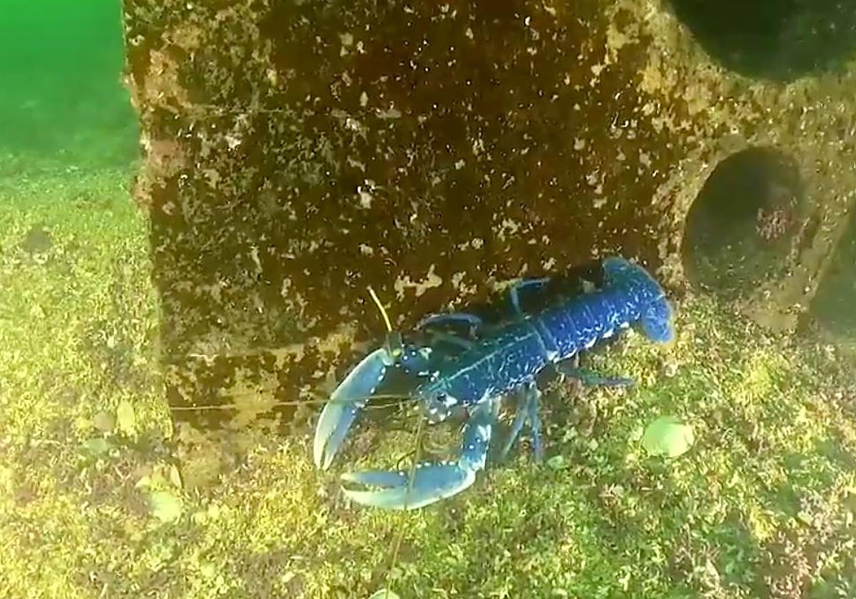 Ejemplar de bogavante europeo.