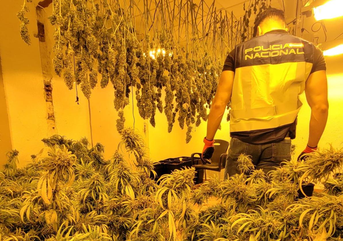 Strong Odour Leads to Discovery of Marijuana Lab in Alicante Municipality