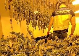 Imagen de archivo de un agente de la Policía Nacional en una vivienda donde se cultivaba marihuana.