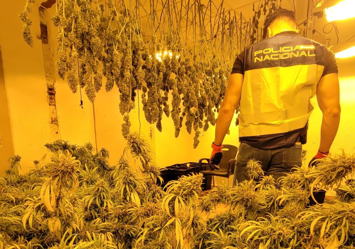Imagen principal - PEl fuerte hedor descubre un laboratorio de marihuana en una vivienda de un municipio de Alicante