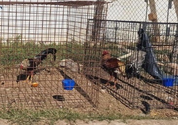 Una organización criminal que le daba a todos los palos: desde drogas a peleas de gallos