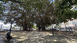 Ficus monumentales en el Parque de Canalejas de Alicante.