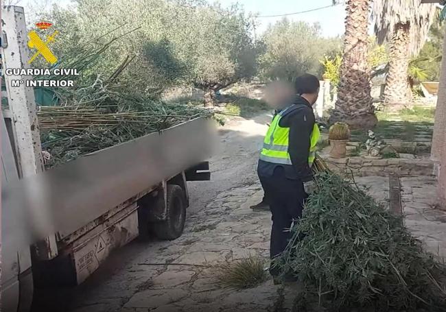 Agentes desmantelan un paraíso de la marihuana en un pueblo de Alicante.