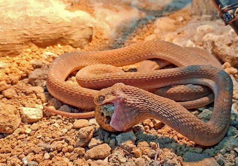 Specimen of the egg-eating snake.